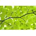 Mallipala Rebel Walls Leaves (REBR11181)