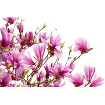 Kuvatapetti Rebel Walls Magnolia, non-woven, mittatilaus