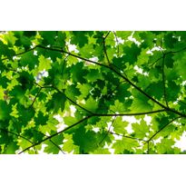 Kuvatapetti Rebel Walls Maple Leaves, non-woven, mittatilaus