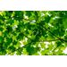 Mallipala Rebel Walls Maple Leaves (REBR10181)