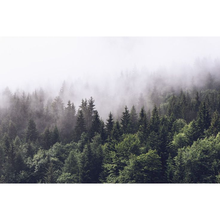 Kuvatapetti Rebel Walls Misty Fir Forest, metsä, non-woven, mittatilaus