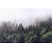 Mallipala Rebel Walls Misty Fir Forest (REBR16731)