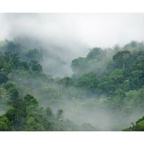 Maisematapetti Rebel Walls Misty Forest, non-woven, mittatilaus