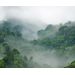 Mallipala Rebel Walls Misty Forest (REBR15062)