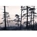 Mallipala Rebel Walls Old Pine Trees (REBR13021)