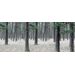 Mallipala Rebel Walls Pine Forest (REBR13711)