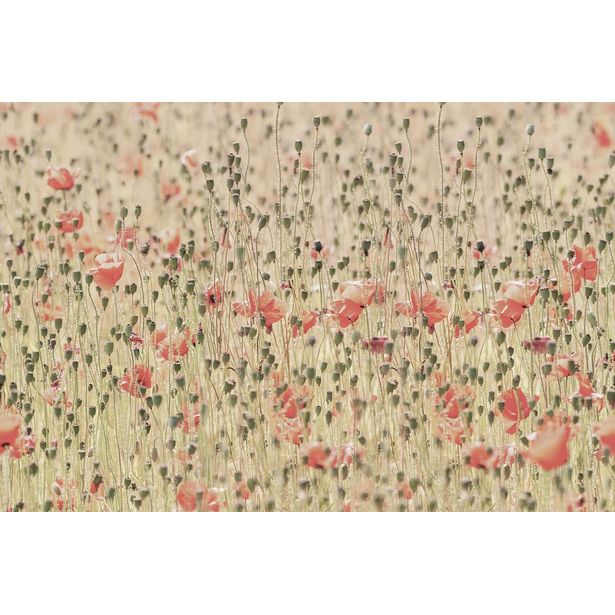 Kuvatapetti Rebel Walls Poppies, non-woven, mittatilaus
