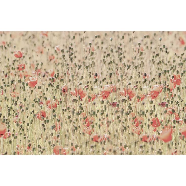 Kuvatapetti Rebel Walls Poppies, non-woven, mittatilaus