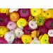 Mallipala Rebel Walls Ranunculus (REBR13011)