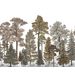 Mallipala Rebel Walls Scandinavian Bellewood Fall (REBR17205)