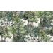 Mallipala Rebel Walls Secret Garden Lush (REBR14703)