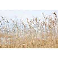 Kuvatapetti Rebel Walls Swaying Wheat, non-woven, mittatilaus