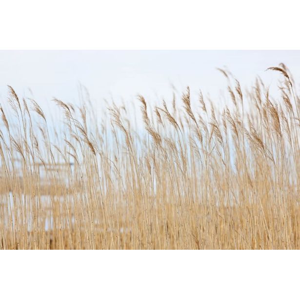 Kuvatapetti Rebel Walls Swaying Wheat, non-woven, mittatilaus