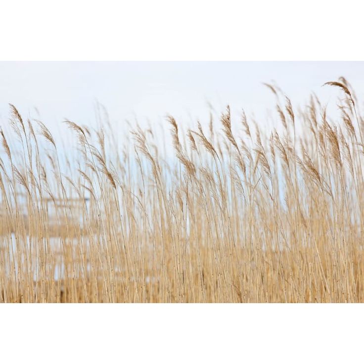 Kuvatapetti Rebel Walls Swaying Wheat, non-woven, mittatilaus