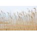Mallipala Rebel Walls Swaying Wheat (REBR13601)