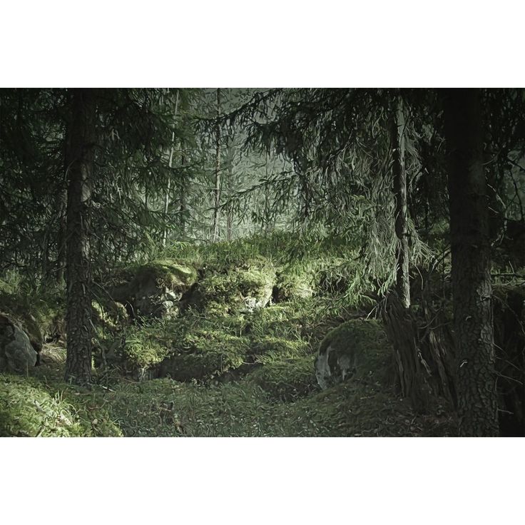 Kuvatapetti Rebel Walls Virgin Forest, metsä, non-woven, mittatilaus