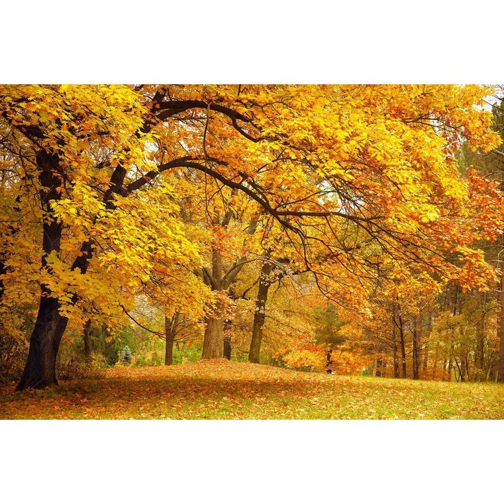 Kuvatapetti Rebel Walls Yellow Leafy Trees, non-woven, mittatilaus