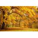 Mallipala Rebel Walls Yellow Leafy Trees (REBR10191)