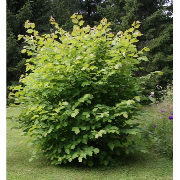 Pähkinäpensas Corylus avellana Viheraarni
