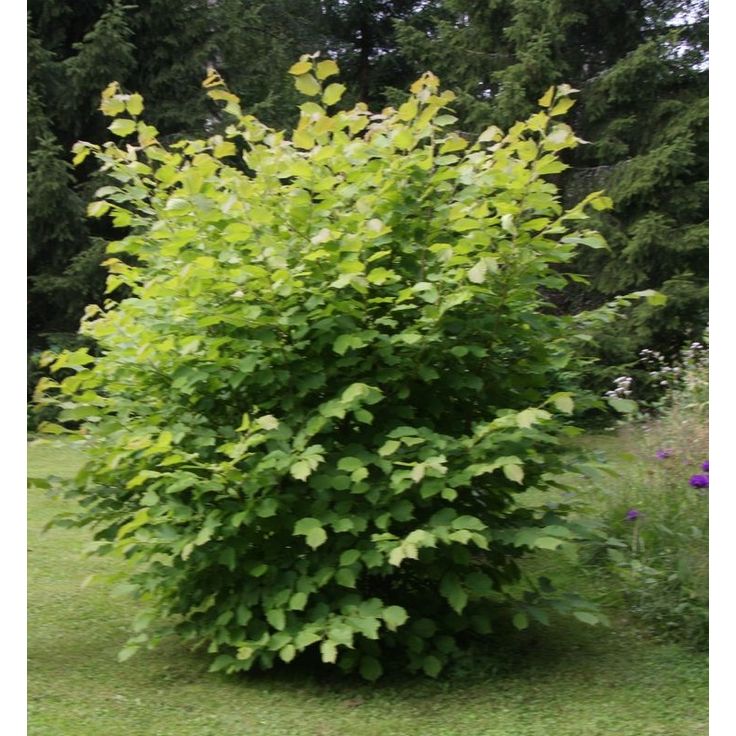 Pähkinäpensas Corylus avellana Viheraarni