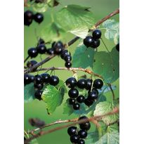 Rungollinen mustaherukka Ribes nigrum Viheraarni