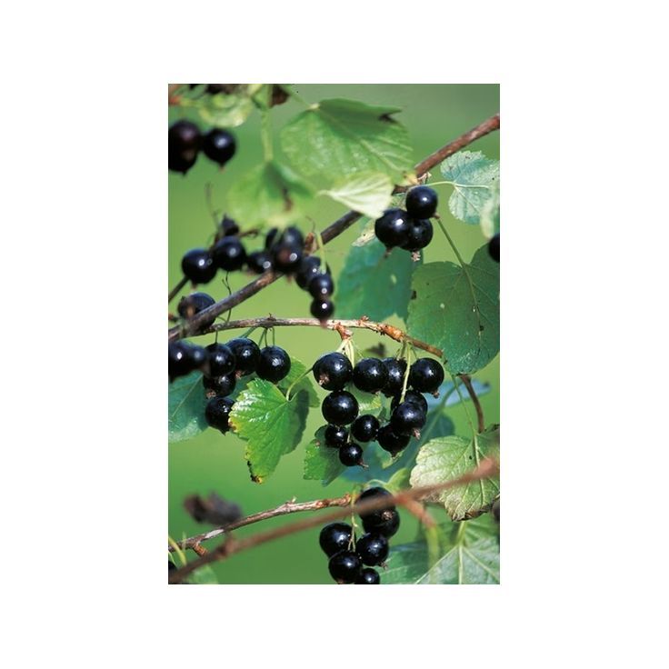 Rungollinen mustaherukka Ribes nigrum Viheraarni
