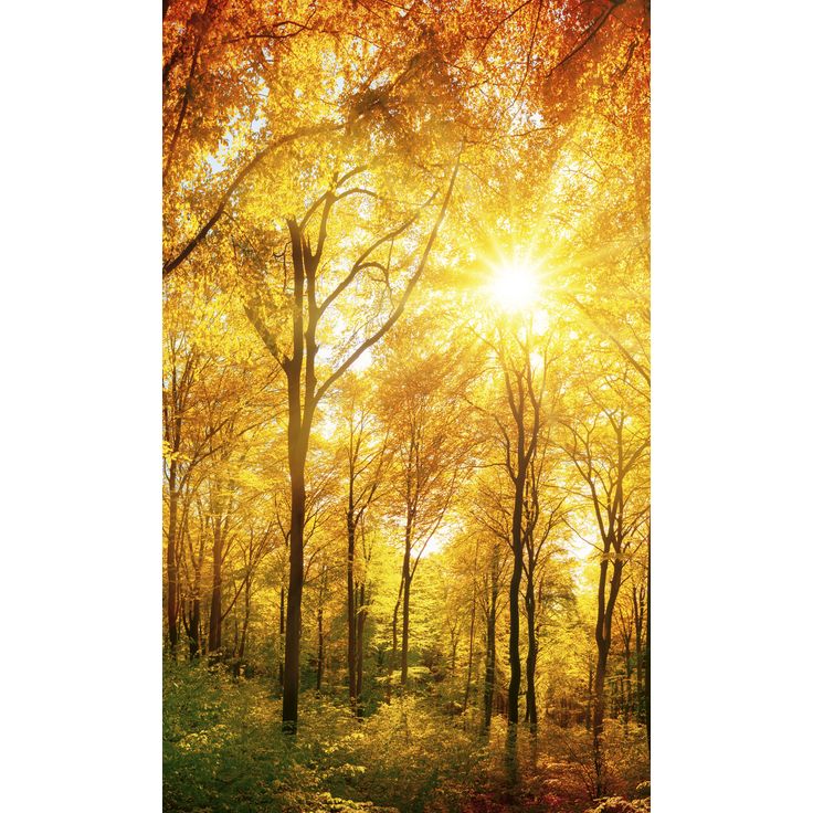 Maisematapetti Dimex Sunny Forest, 150x250cm