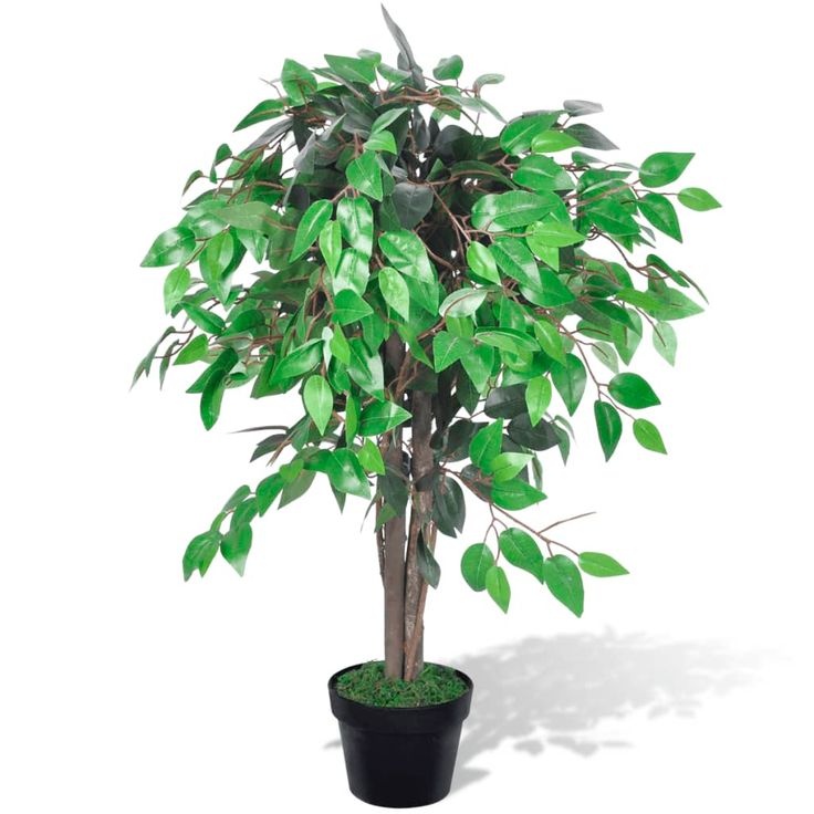 Tekokasvi Fiikuspuu Ruukussa 90 cm
