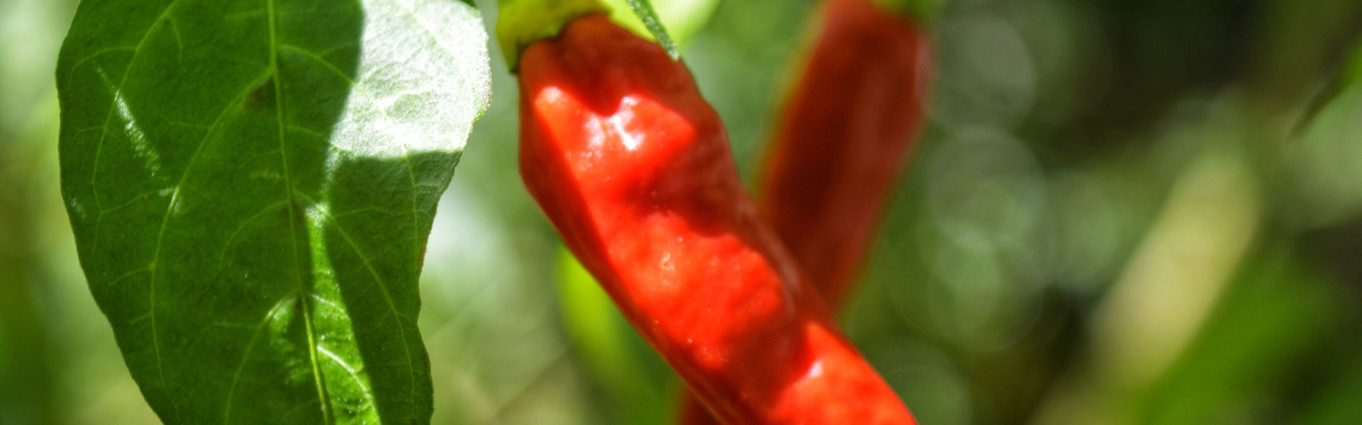 Chilin kasvatus sisällä ruukussa