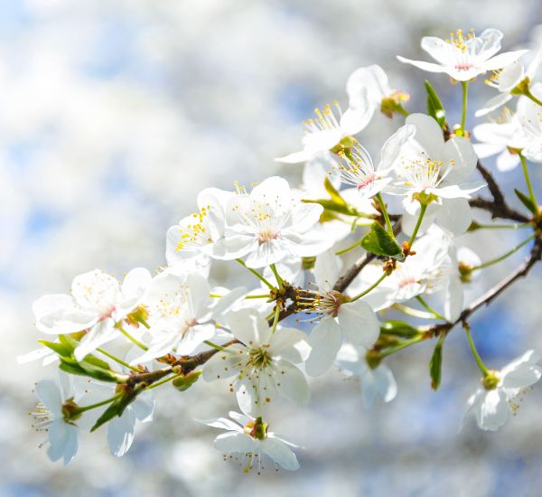 Makeakirsikka Viheraarni Prunus Avium Meelika