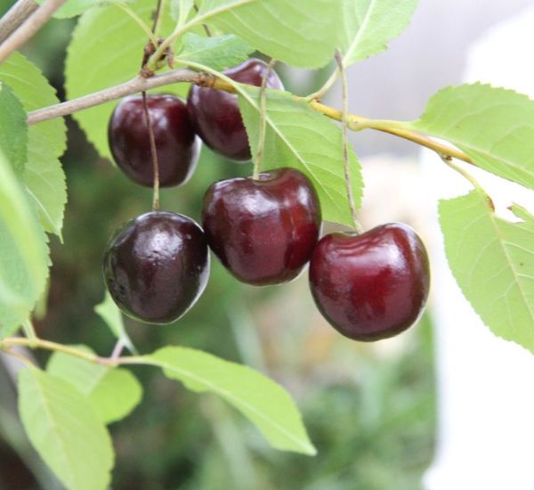 Kirsikka Prunus cerasus Viheraarni Suklaakirsikka