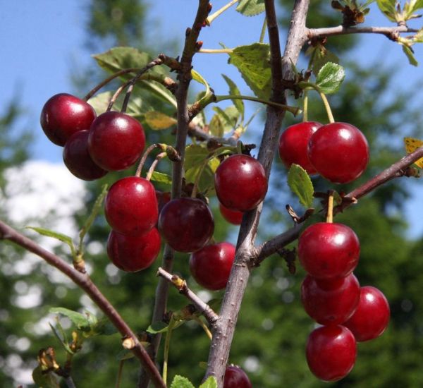 Kirsikka Prunus cerasus Viheraarni Varjomorelli