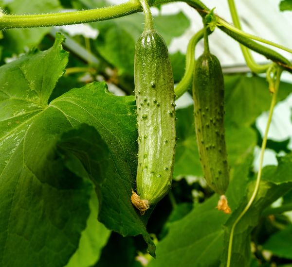 Ruukkukurkun sato sisällä kasvatettuna