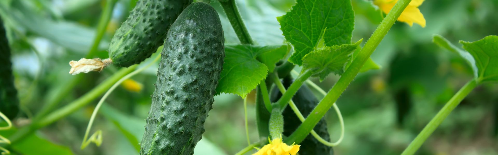 Ruukkukurkun kasvatus sisätiloissa ikkunalaudalla