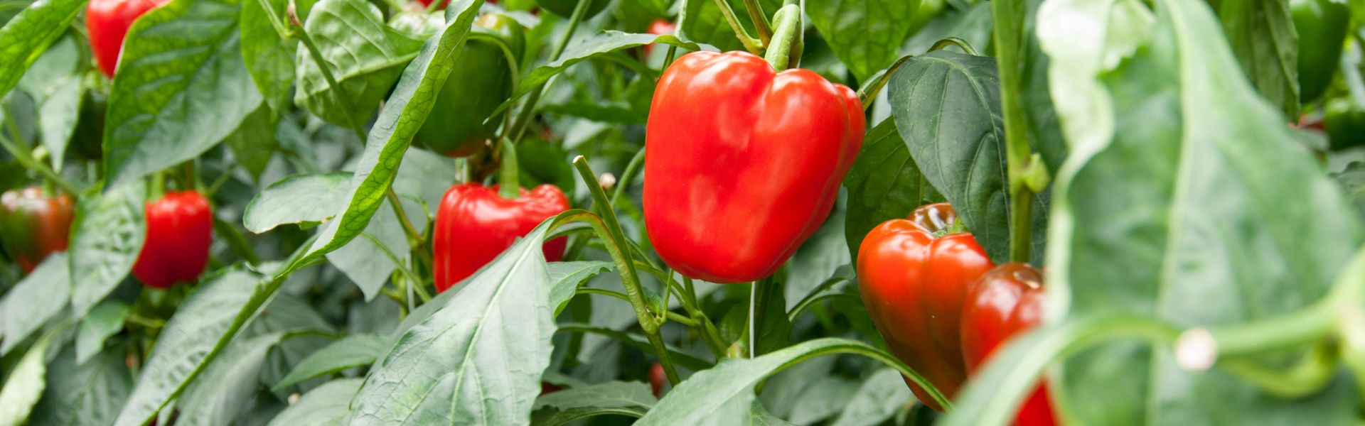 Paprikan kasvatus sisällä