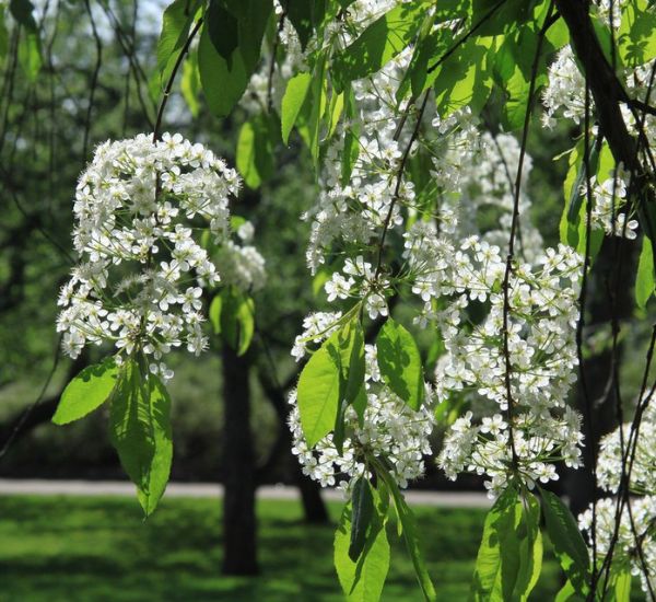 Pilvikirsikka Prunus pensylvanica Viheraarni