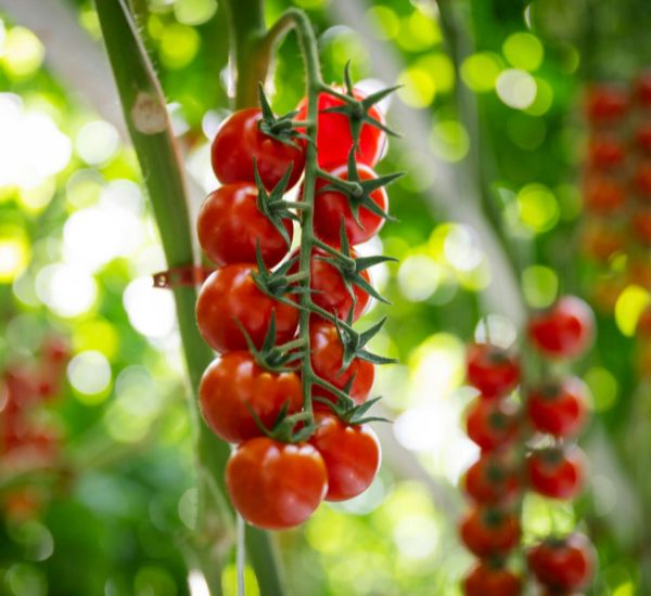 Itse kasvatetut tomaatit ruukussa ja kasvihuoneessa