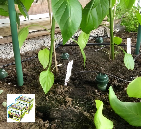 Blumat tippukastelujärjestelmä kasvihuoneessa