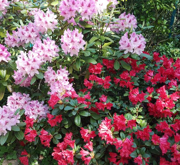 Alppiruusu varjoisan ja happaman maan kasvupaikalla