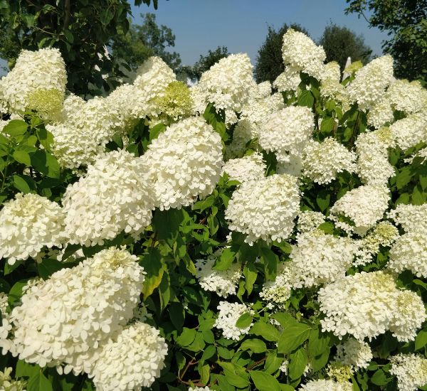 Hortensia varjoisalla kasvupaikalla
