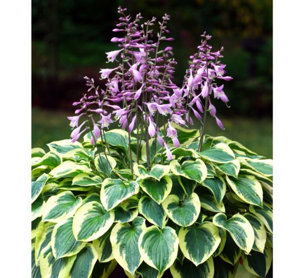 Kuunlilja varjoisassa puutarhassa