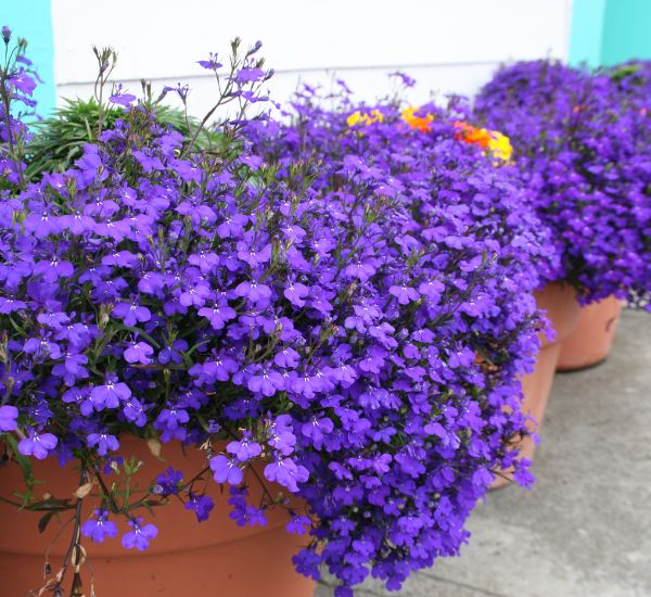 Lobelia varjoisassa istutuksessa