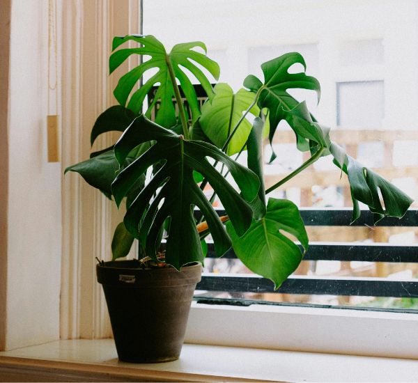 Peikonlehti sisätilassa vähäisessä valossa