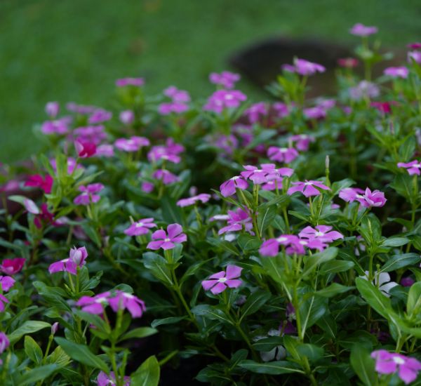 Pikkutalvio maanpeitekasvina varjossa