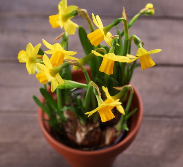 Keltaisia narsisseja puutarhassa