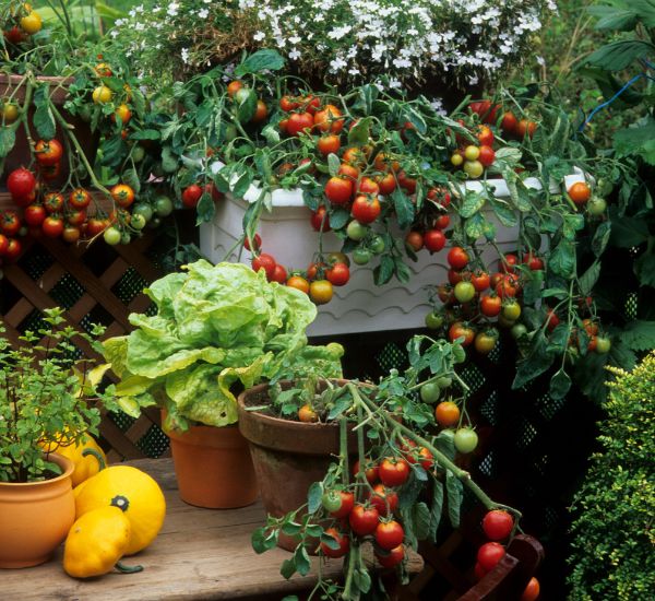 Parvekkeen monipuoliset kasvit