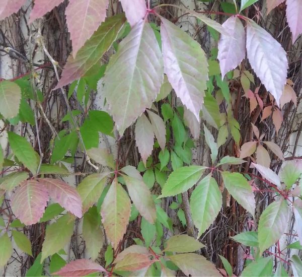 Imukärhivilliviini Parthenocissus quinquefolia Engelmannii
