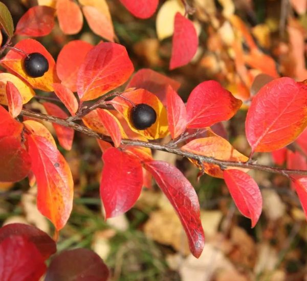 Kiiltotuhkapensas Cotoneaster lucidus