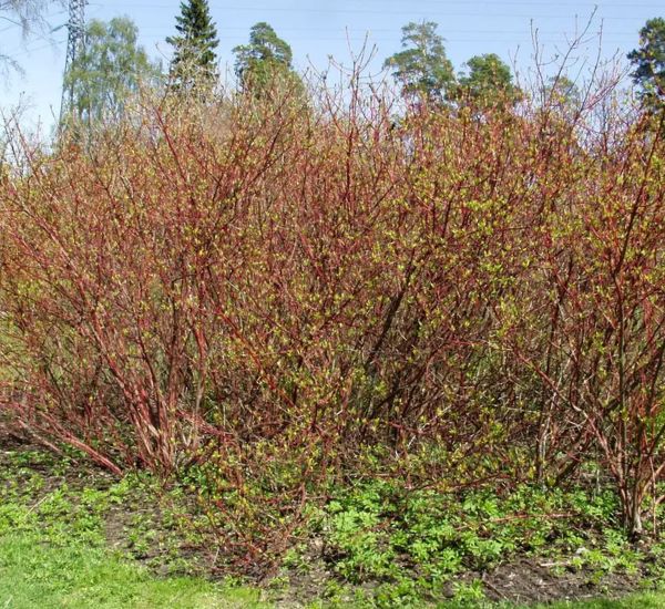 Korallikanukka Cornus alba Sibirica