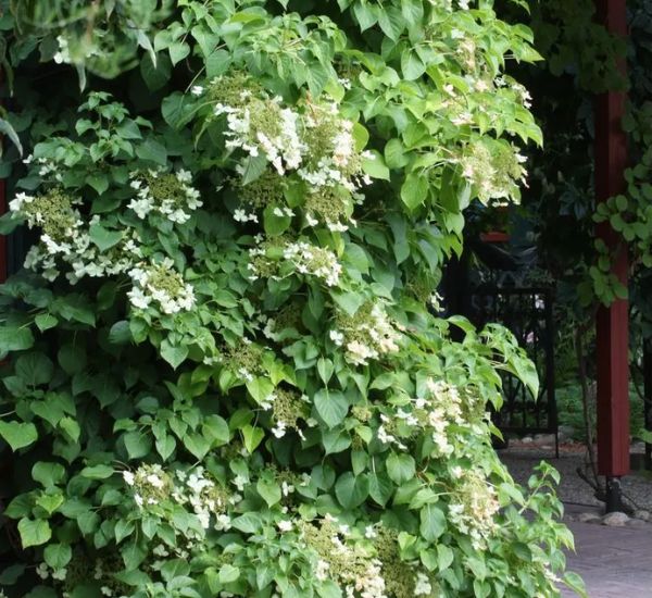 Köynnöshortensia Hydrangea anomala ssp. petiolaris